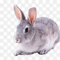 白兔仔兔-兔PNG图像