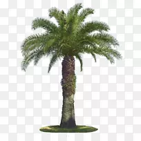 槟榔科椰子树