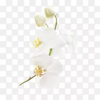花型设计婚礼提供切花白色兰花装饰图案。
