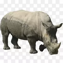 犀牛3D-犀牛PNG