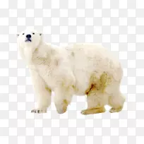 北极熊狗北极熊