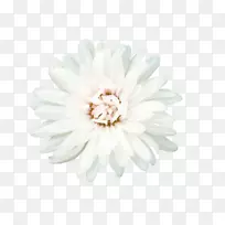 花白花瓣白花