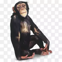 黑猩猩大猩猩灵长类猴子PNG