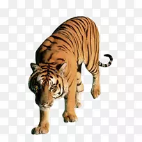 狮子豹，孟加拉虎，猫，狗，虎PNG