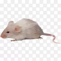 电脑鼠-老鼠，鼠png图像