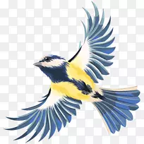 鸟类飞行剪贴画-飞鸟透明的PNG剪贴画图像