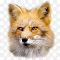 红狐狗毛-狐PNG