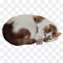 波斯猫剪贴画-猫透明剪贴画
