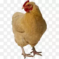 炸鸡-鸡PNG图像
