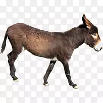 驴奶骡子马夹艺术-驴PNG