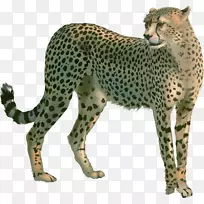 猎豹、黑豹、英语、猫、豹