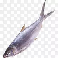 鱼为食-鱼png图像