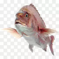 北红鱼，海产，黄尾鱼，过度捕捞鱼，以鱼为食-鱼PNG