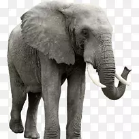 非洲象剪贴画-象PNG