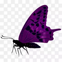蝴蝶紫色剪贴画-大型紫色蝴蝶PNG剪贴画图片