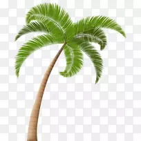 棕榈树剪贴画-棕榈树剪贴画透明图像