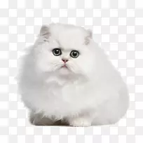 波斯猫狗费利奈奇眼猫可爱的白猫