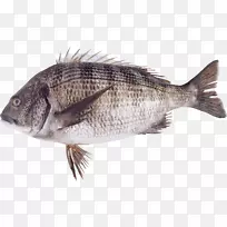 FISH ICO-FISH PNG