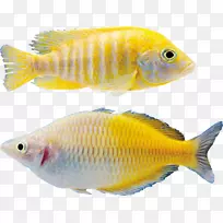 金鱼图标-鱼PNG