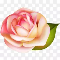 花园玫瑰剪贴画-玫瑰透明PNG图像