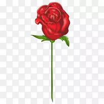花园玫瑰，吉罗娜-红玫瑰攀枝花