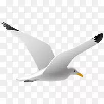 海鸥鸟夹艺术-海鸥PNG剪贴画图片