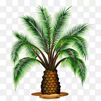 棕榈酒-小棕榈树透明图片
