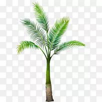 棕榈树剪贴画-棕榈树PNG图像