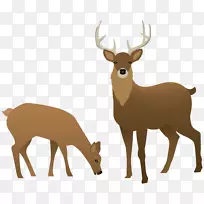 驯鹿剪贴画-雄鹿和无名氏透明PNG图像