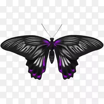 图像文件格式无损压缩-黑色紫色蝴蝶PNG剪贴画图像