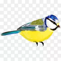 鸟类剪贴画-鸟透明PNG剪贴画