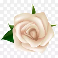玫瑰白色剪贴画-白玫瑰剪贴画