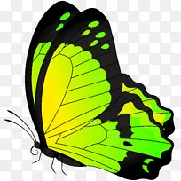 蝴蝶剪贴画-蝴蝶黄绿透明剪贴画图像