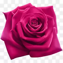 玫瑰插图摄影插图-粉红色玫瑰PNG剪贴画