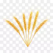 小麦剪贴画-小麦装饰-PNG剪贴画图像