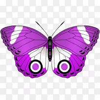 USCGC紫丁香阿诺德植物园普通丁香火罗切斯特丁香节-紫色蝴蝶透明剪贴画图像