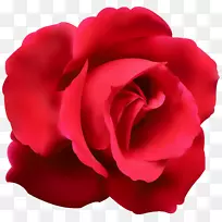 蓝玫瑰插花艺术-红玫瑰剪贴画PNG形象