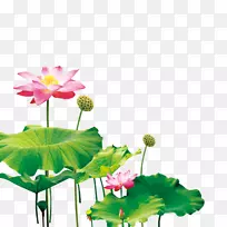 睡莲-百合中秋节-中创意，折叠海报设计材料，莲花