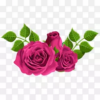 花园玫瑰、蜈蚣玫瑰、剪贴画-粉红玫瑰装饰性PNG剪贴画形象
