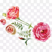 玫瑰花束插图.水彩画玫瑰