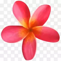 花卉剪贴画-热带花卉PNG剪贴画图像