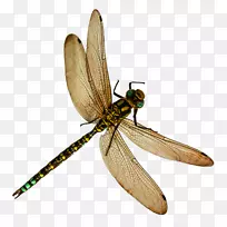 蜻蜓可伸缩图形图标计算机文件-蜻蜓png