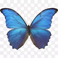 蝴蝶形成层昆虫-蝴蝶PNG图像
