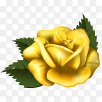 玫瑰黄色剪贴画-大黄玫瑰透明PNG剪贴画图像