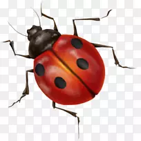 瓢虫昆虫-瓢虫PNG图像