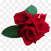 玫瑰墙纸-红玫瑰