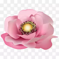 粉色花卉剪贴画-粉色透明PNG剪贴画图像