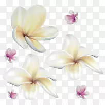 花卉剪贴画-柔软的异国情调花PNG剪贴画形象