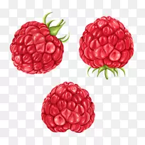 覆盆子黑莓水果剪贴画-覆盆子PNG剪贴画
