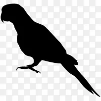 亚马逊鹦鹉塞内加尔鹦鹉灰鹦鹉-鹦鹉PNG剪影剪辑艺术图像